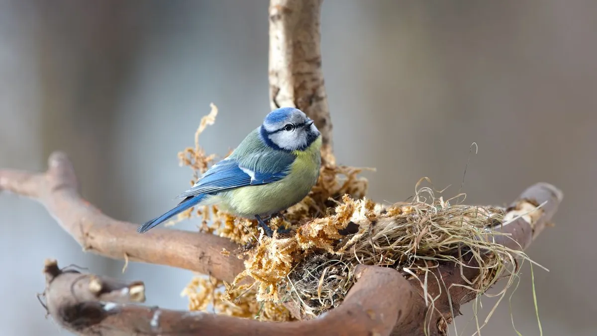 Blaumeisen nutzen Zigarettenstummel beim Nestbau : ungewöhnlicher Umweltschutz