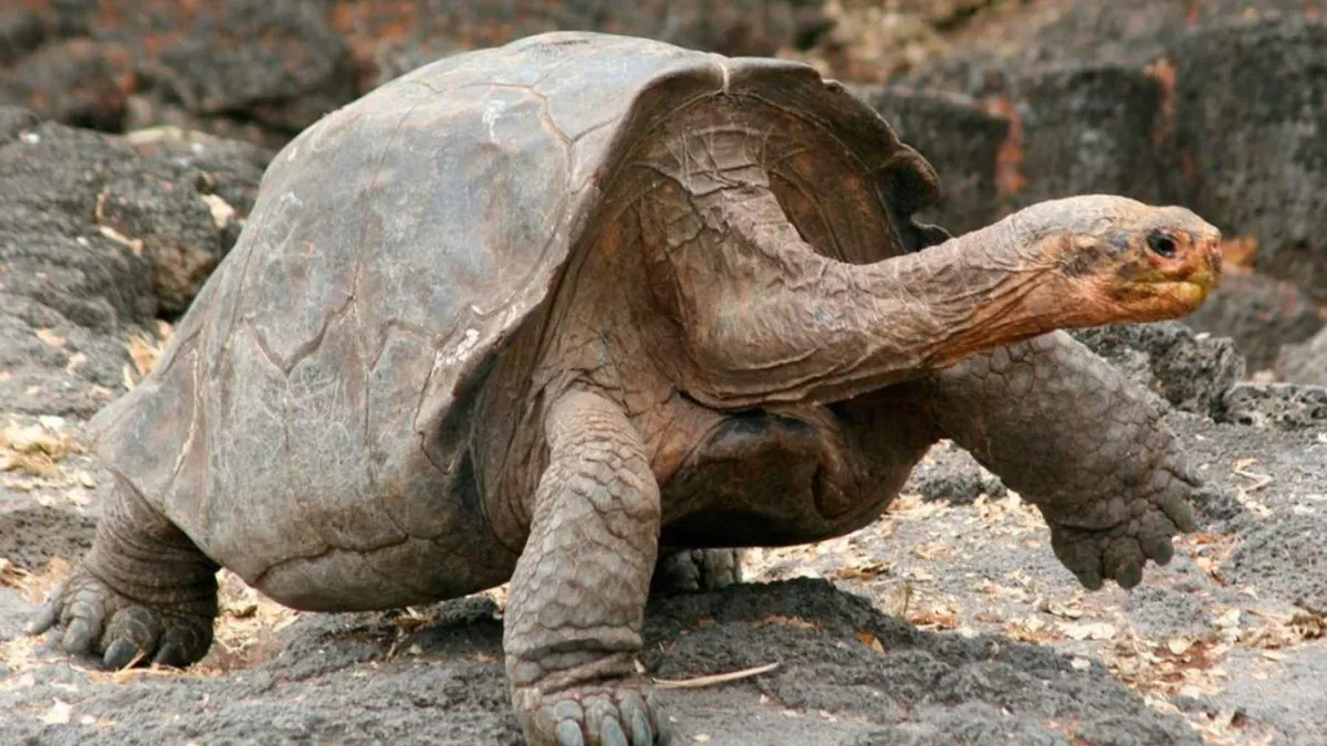 Abschied von einer Legende: Gramma, die Galápagos‑Riesenschildkröte