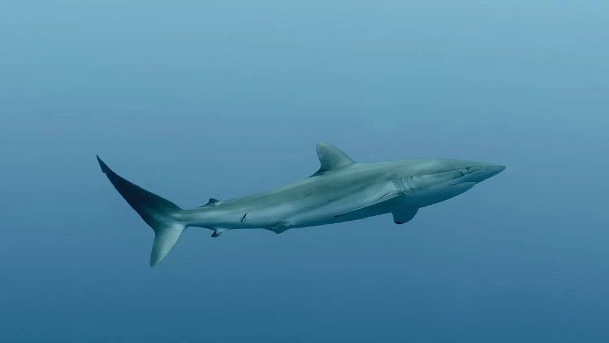 Molekulare Technik und PCR: Marktanalysen und Artenschutz in Ecuador im Blick