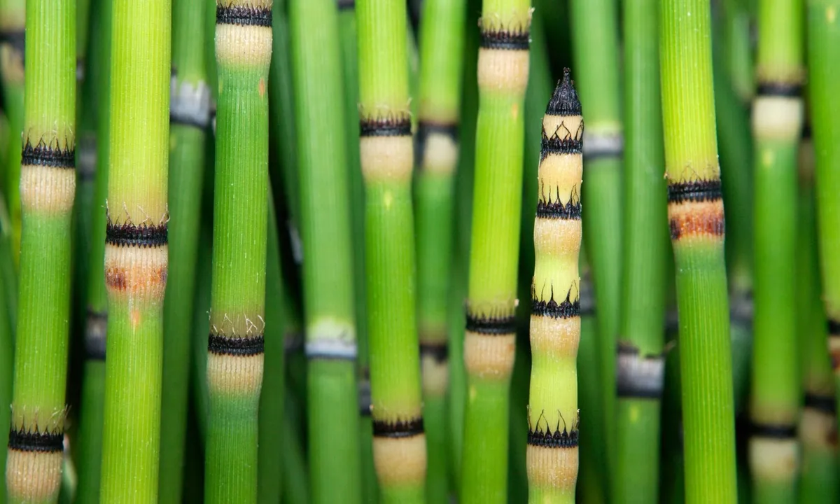 Urzeitpflanze überrascht mit „außerirdischem“ Wasser